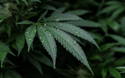 El sorprendente poder del cannabis: efectos en tu cuerpo que no te imaginas