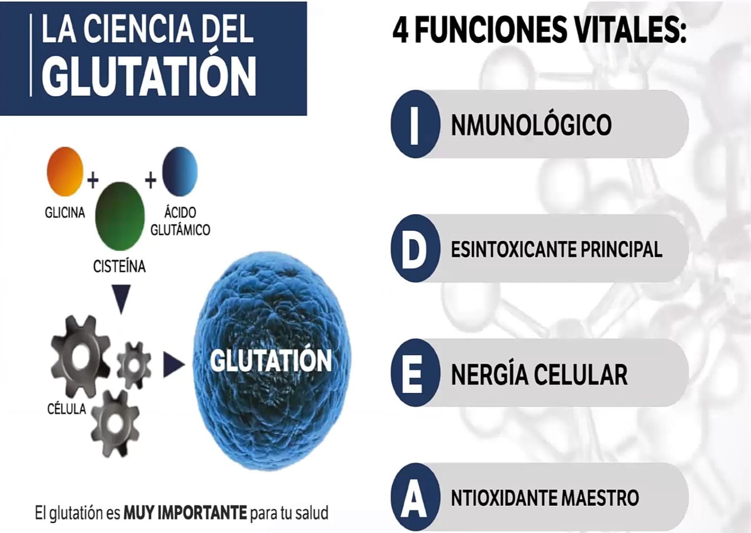 Funciones del Glutatión